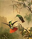 Martin Johnson Heade Two Hooded Visorbearer Hummingbirds painting